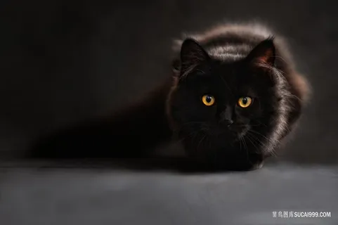 黑暗中伺机而动的黑猫图片 黑暗中伺机而动的黑猫图片