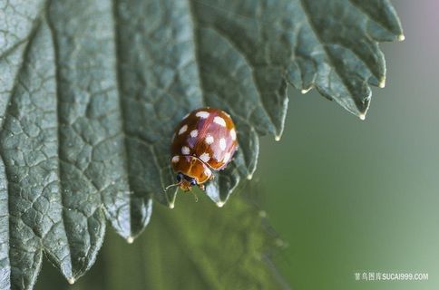 昆虫微距摄影图片瓢虫