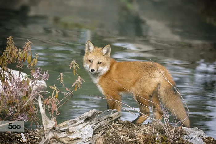 河边喝水的狐狸图片