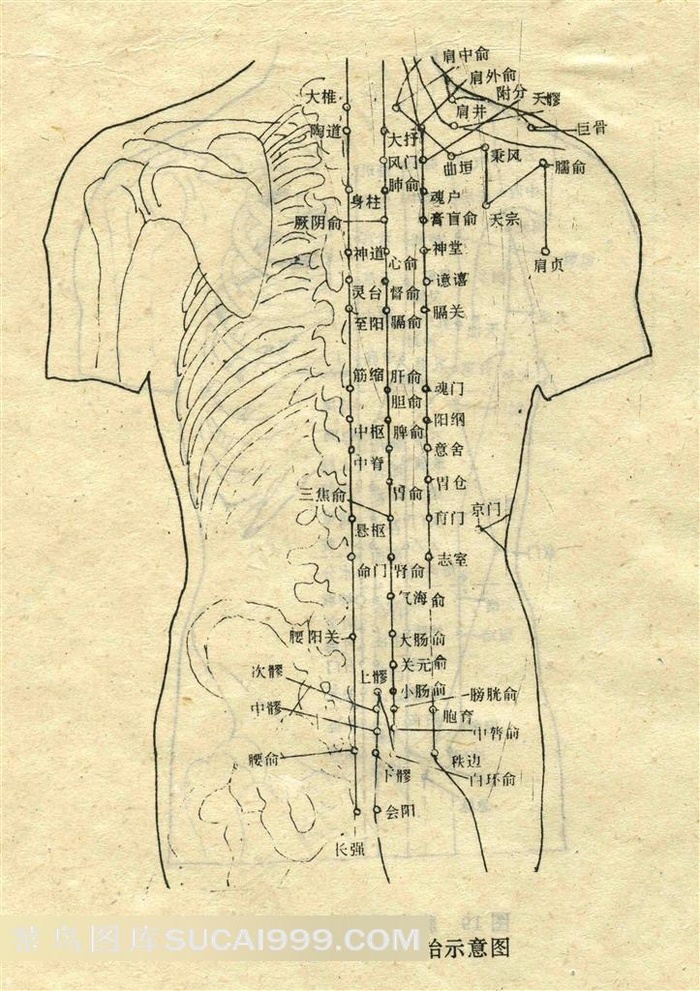 背腰部输穴主治示意图