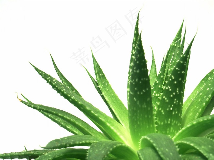 绿色茂盛的芦荟高清图片