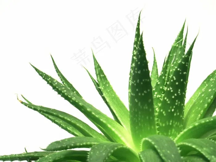 绿色茂盛的芦荟高清图片