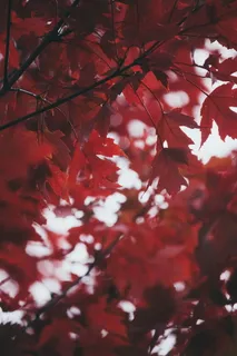 枫叶壁纸唯美意境图片 枫叶壁纸唯美意境图片
