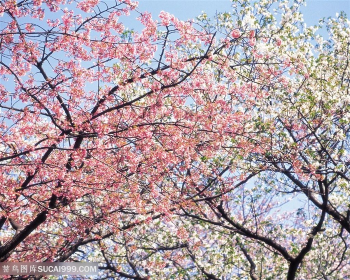 唯美蓝色白色桃花鲜花图片