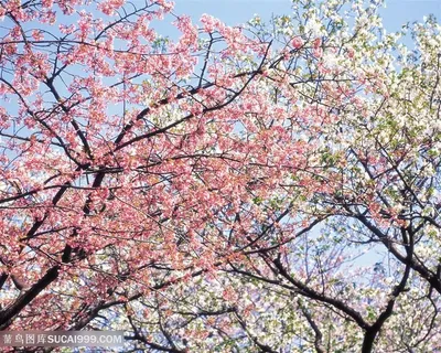 唯美蓝色白色桃花鲜花图片