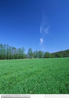 翠绿的草地 翠绿的草地