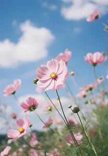 春夏蓝天白云花草绚丽摄影海报素材背景