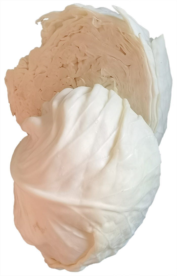 白色大头菜包菜卷心菜圆白菜菜丝十字花科蔬菜免抠实物实拍摄影元素素材psd模版下载