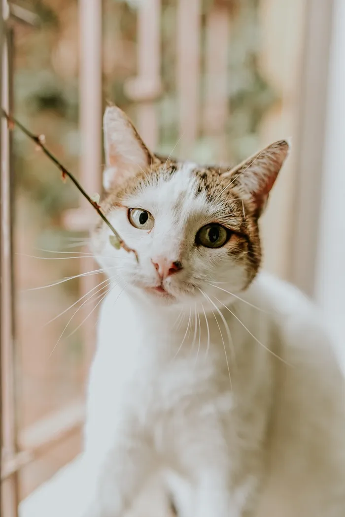 可爱猫咪猫猫摄影素材