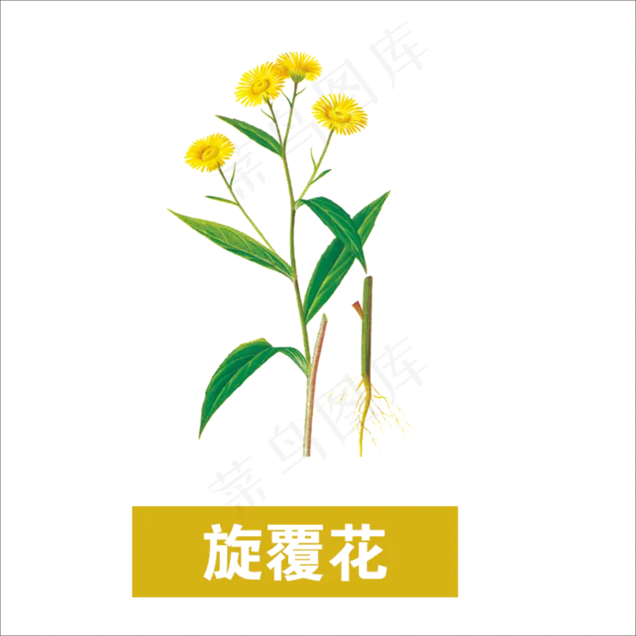 手绘草本中药药材旋覆花