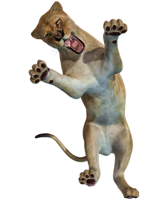 狮子动物园动物森林野生设计素材