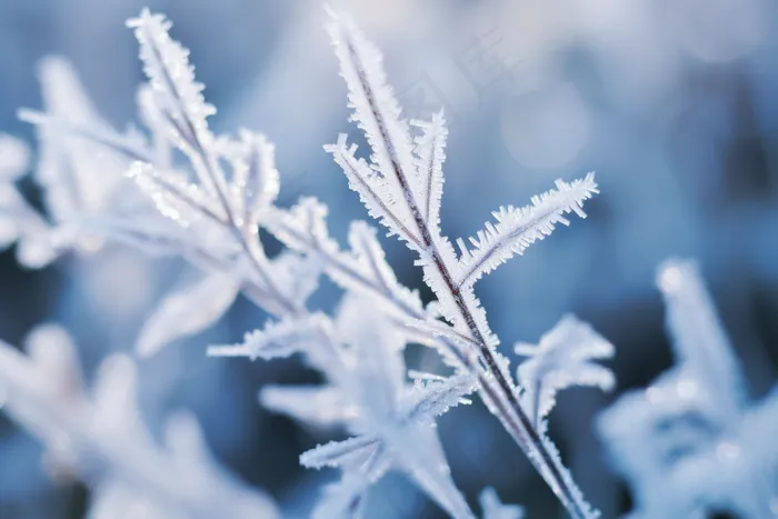 叶子上挂满了白霜植物摄影图(4032x2688)