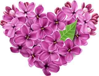 紫色花朵情人节