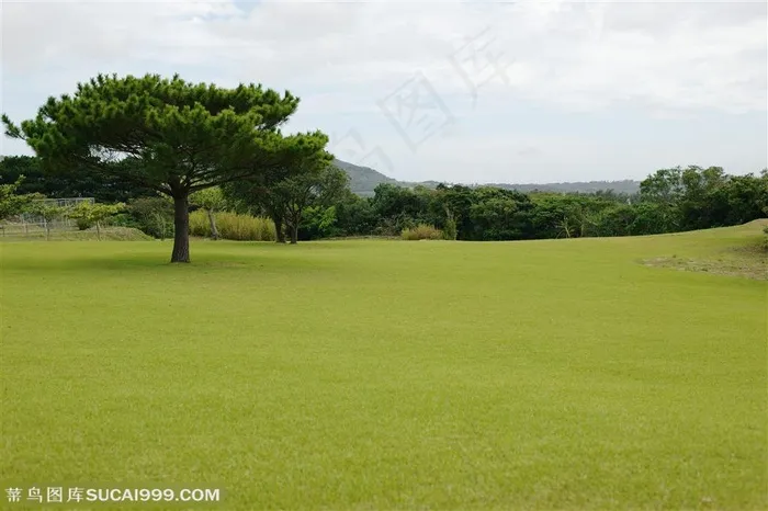 草地绿地-树龄里的大片高尔夫球场地