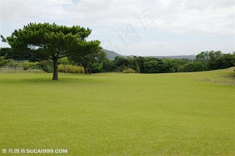 草地绿地-树龄里的大片高尔夫球场地