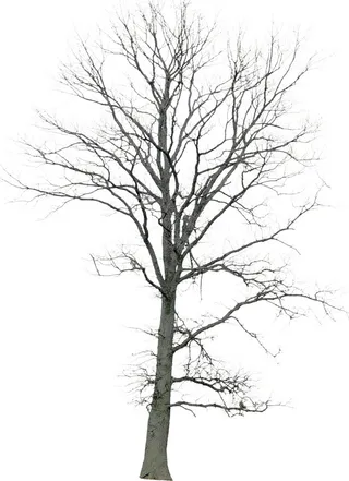 高清树木素材 免抠PSD植物素材 美术绘画园林贴图 树草灌木花草