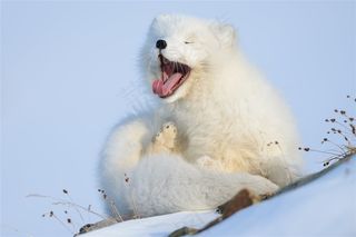 唯美野生动物吐舌头的小北极熊图片动物大全