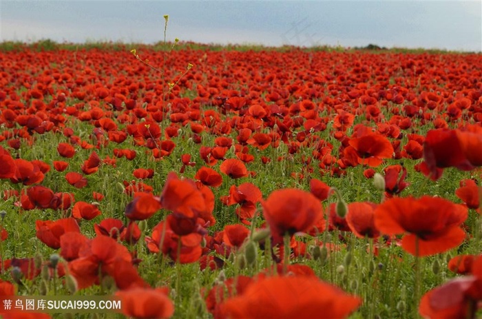 高清红色虞美人花海鲜花图片