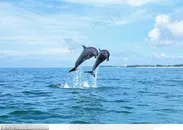 海中生物-两只飞跃的海豚