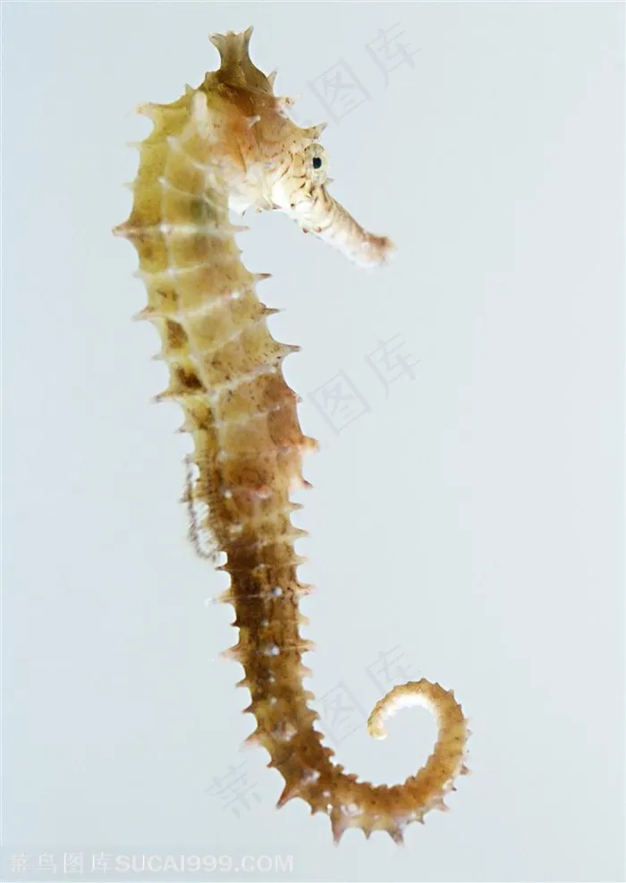 海洋生物-半透明状的海马倾斜的造型