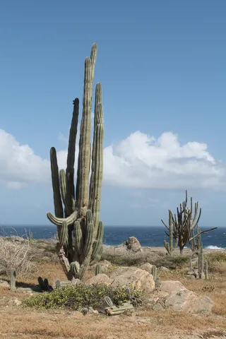 绿色仙人掌仙人球摄影素材