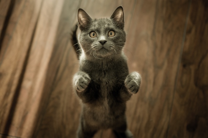 可爱猫咪猫猫摄影素材