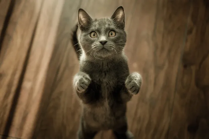 可爱猫咪猫猫摄影素材