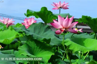 美丽的荷花荷叶摄影图片