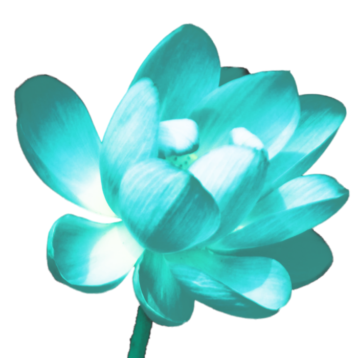 莲花免抠图青