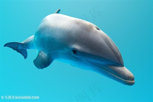 唯美海上海豚海洋生物图片