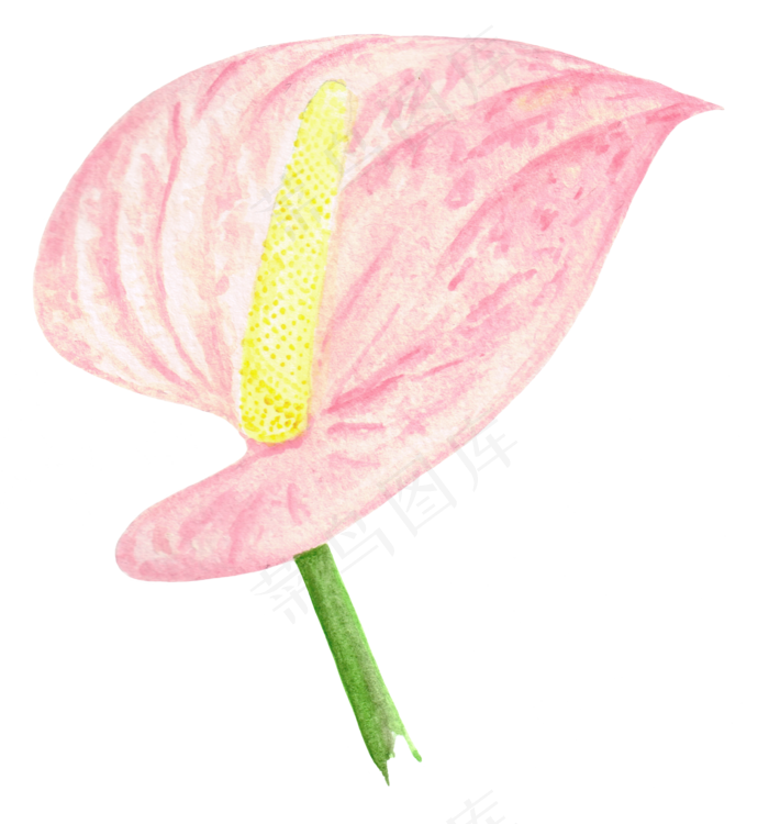 手绘插画-花2