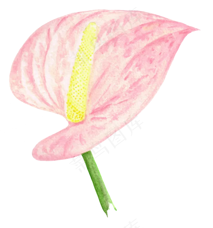 手绘插画-花2