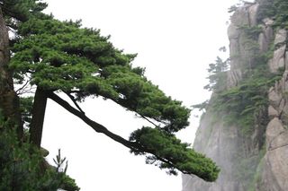 黄山奇松图片-第13张