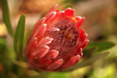 含苞待放花卉摄影