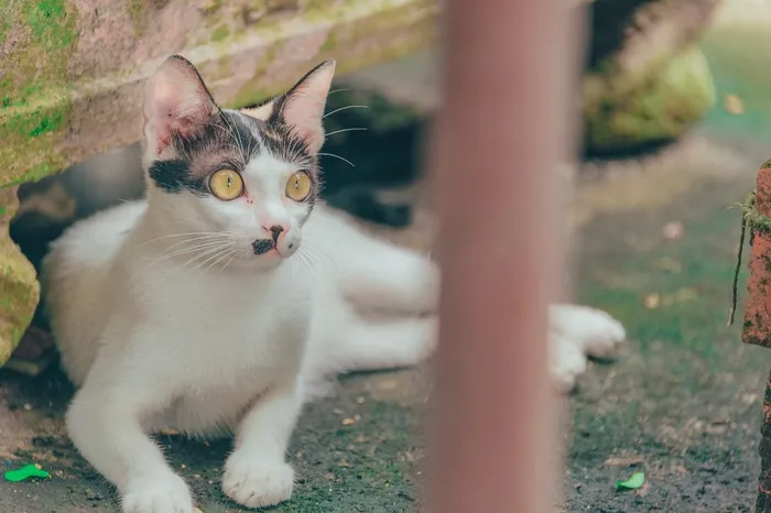 可爱猫咪猫猫摄影素材