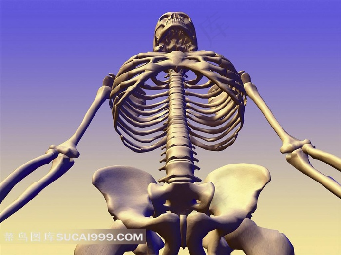 人体骨架素材