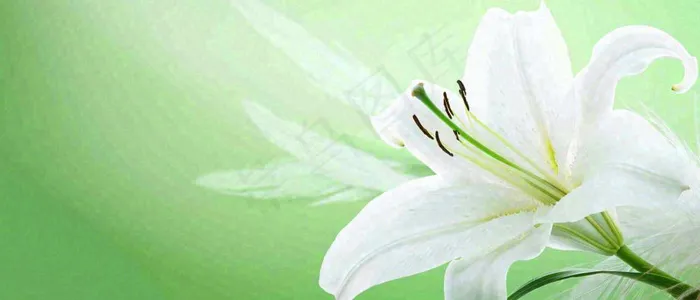 白色鲜花百合花鲜花意境简约，教师节淡雅摄影图(1680x720)