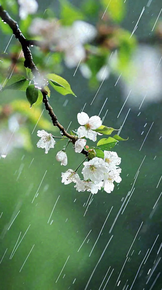 春天白色花朵枝叶在雨中，新鲜绿叶鲜花，雨水谷雨摄影图(816x1456)