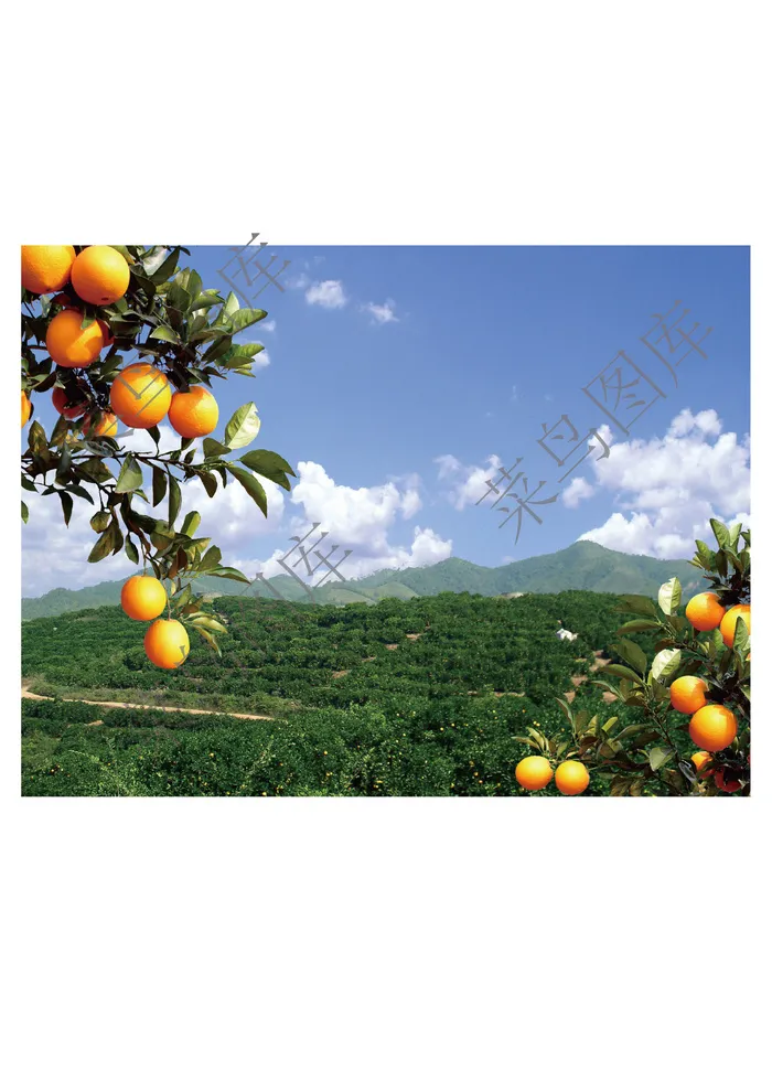 橙子园高清图片ai矢量模版下载