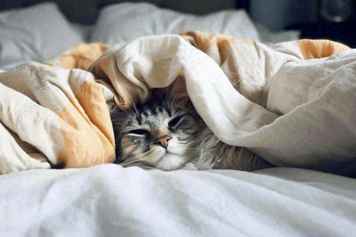 被窝里睡觉的猫猫，可爱的动物摄影图(1344x896)