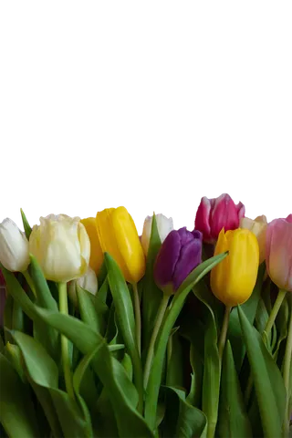 花朵|花卉|花瓣|向日葵|菊|百合|玫瑰|荷花|PNG|免扣元素