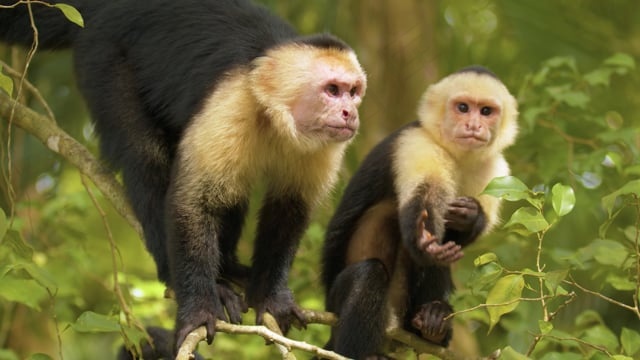 猴子, 灵长类动物, 猿, 动物, 野生动物, 荒野, 生物