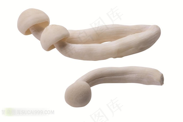 蘑菇高清摄影素材