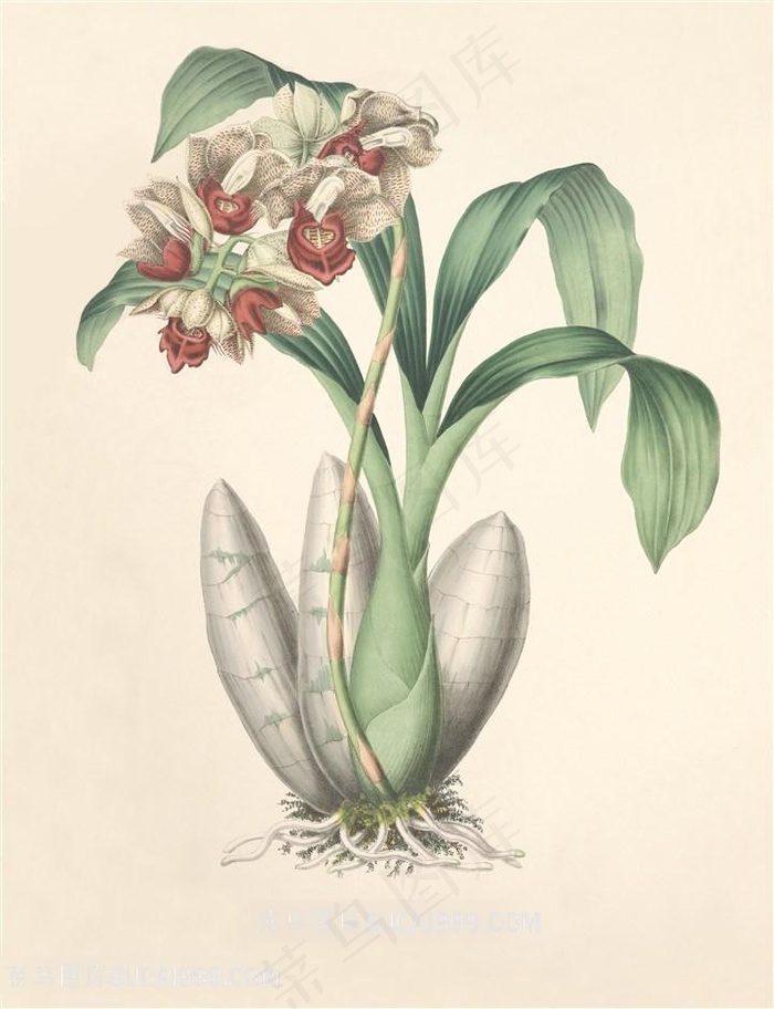 高清兰花复古装饰画