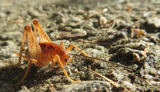 斑点骆驼蟋蟀图片