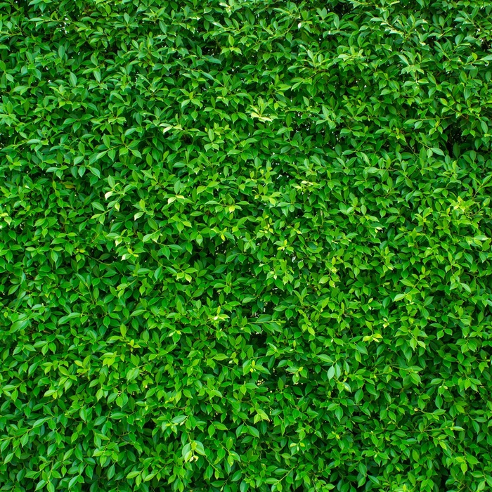 树叶系列 - 美丽青翠的叶子