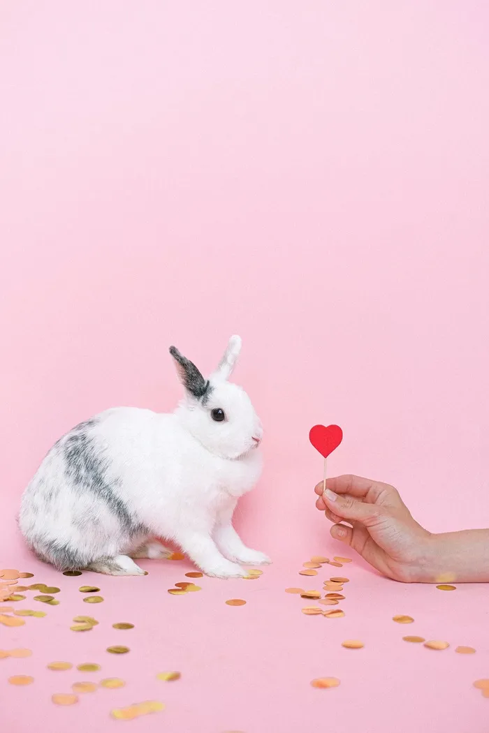白色可爱兔子摄影素材
