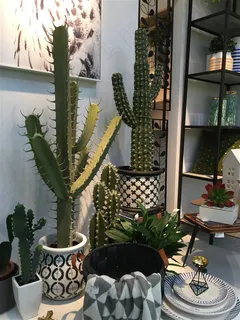 展会植物盆栽 展会植物盆栽