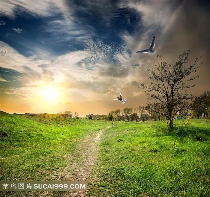 晚霞里的草原风景图片