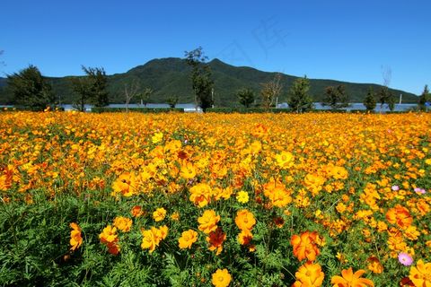 黄色格桑花海图片 黄色格桑花海图片